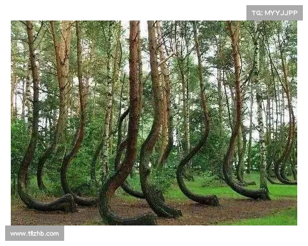 探索神兽森林的十大魅力揭秘 探寻神秘生态与奇异生物的奇妙世界